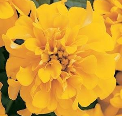 бархатцы отклоненные Tagetes patula